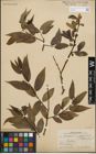 Foto von Salix fragilis L. x Salix pentandra L.